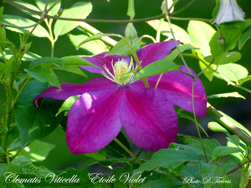 Clematis 'Etoille Violet'.jpg